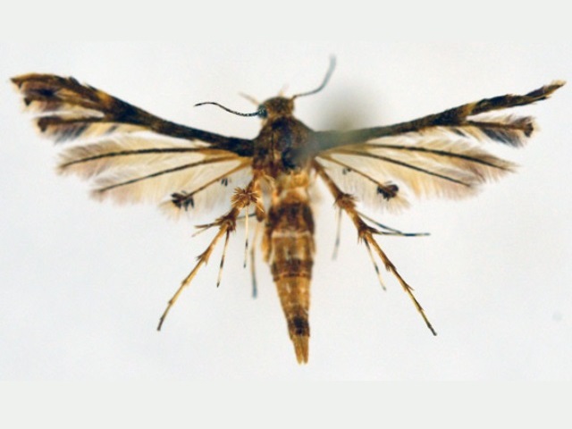 Deuterocopus socotranus